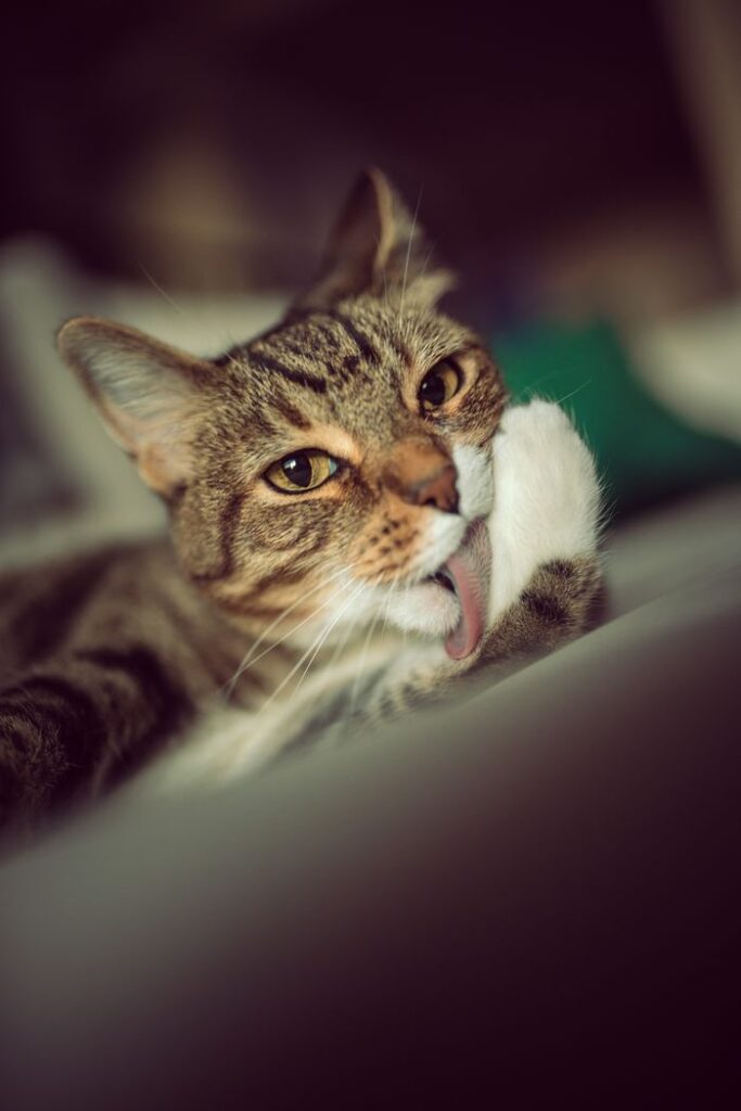 A cute tabby cat grooming, showing its tongue as it licks its paw in a cozy setting.