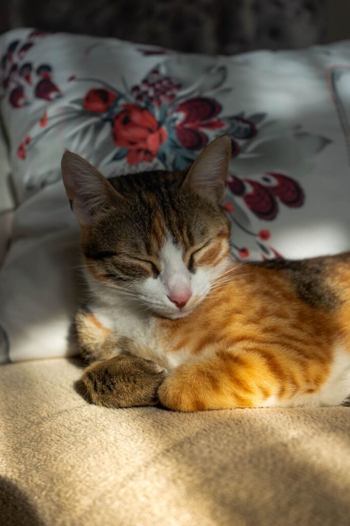 Adorable tabby cat napping in bright sunlight on a patterned pillow indoors, creating a cozy atmosphere.