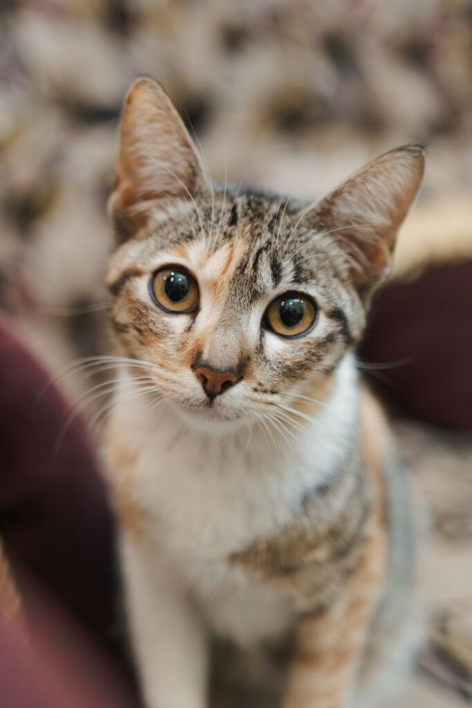 Close-up portrait of a curious young orange tabby cat with striking eyes staring directly at the viewer.