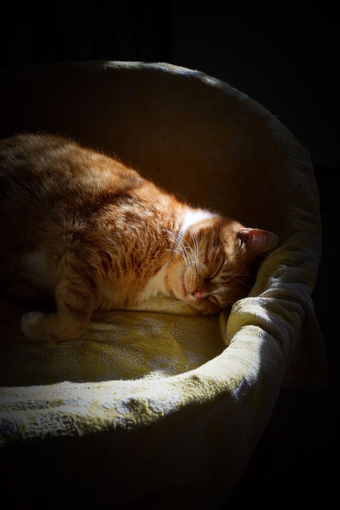 A peaceful ginger cat sleeping in a warm sunbeam, showcasing its fluffy fur.