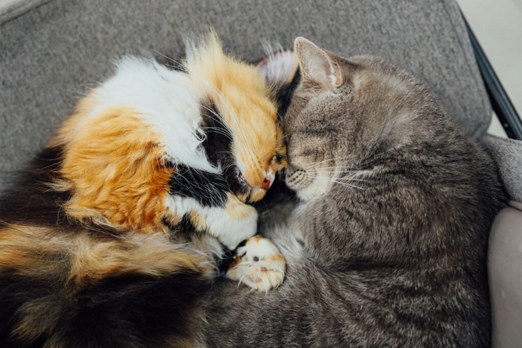 Two adorable cats snuggling together, showcasing warmth and companionship.