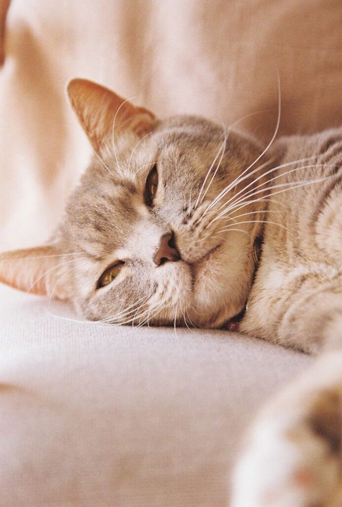 A serene domestic short-haired cat resting comfortably on a couch indoors.