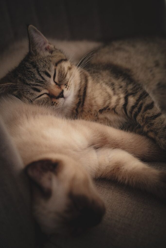 Two cats peacefully sleeping, capturing a moment of tranquility and warmth.