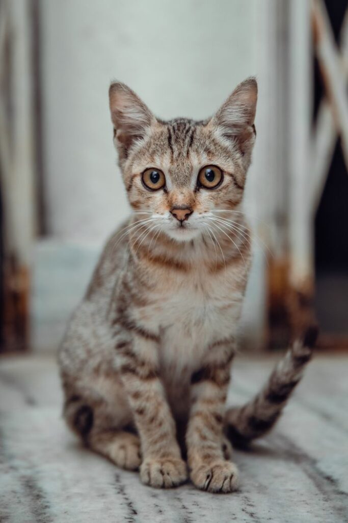 Cute grey tabby kitten sitting on a marble floor indoors, looking inquisitive.