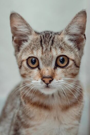 Cute grey tabby kitten sitting on a marble floor indoors, looking inquisitive.