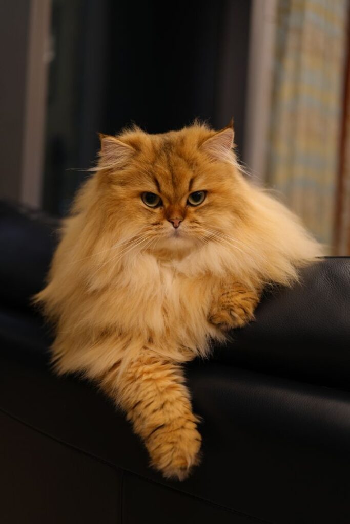 A fluffy Persian cat comfortably lounging on a leather couch indoors, displaying a relaxed posture.