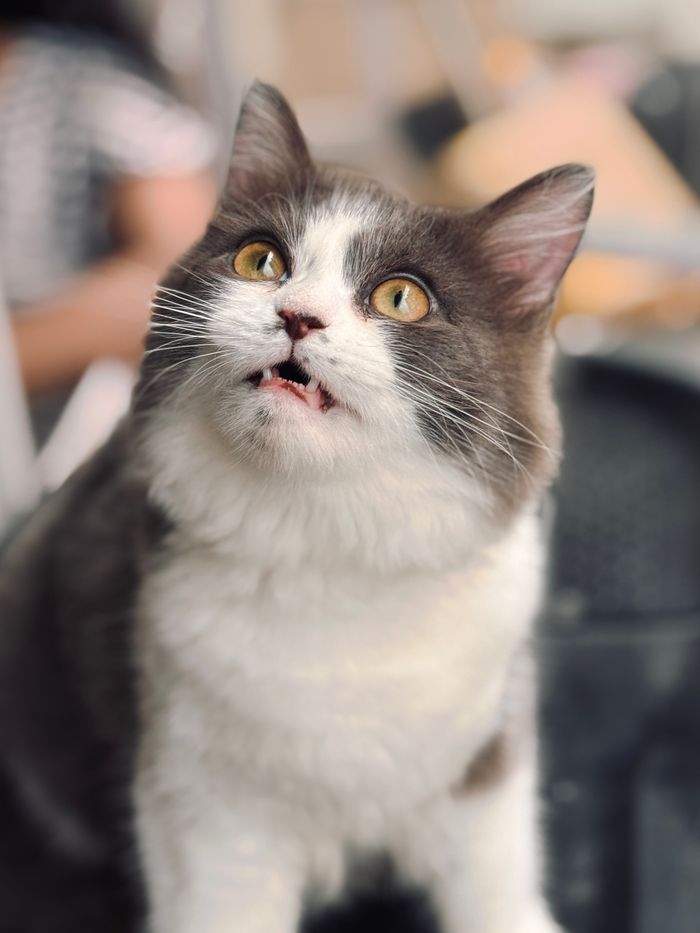 Close-up image of a grey and white cat with bright eyes, indoors, looking upwards with curiosity.
