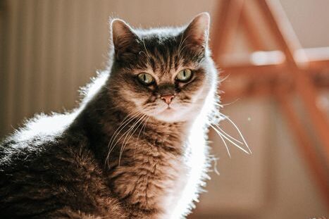 A serene photo of a cat and dog basking in sunlight indoors, creating a peaceful atmosphere.