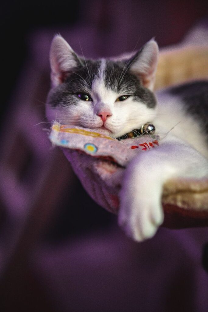 Adorable gray and white cat lounging relaxedly, showcasing its playful nature in a cozy home environment.
