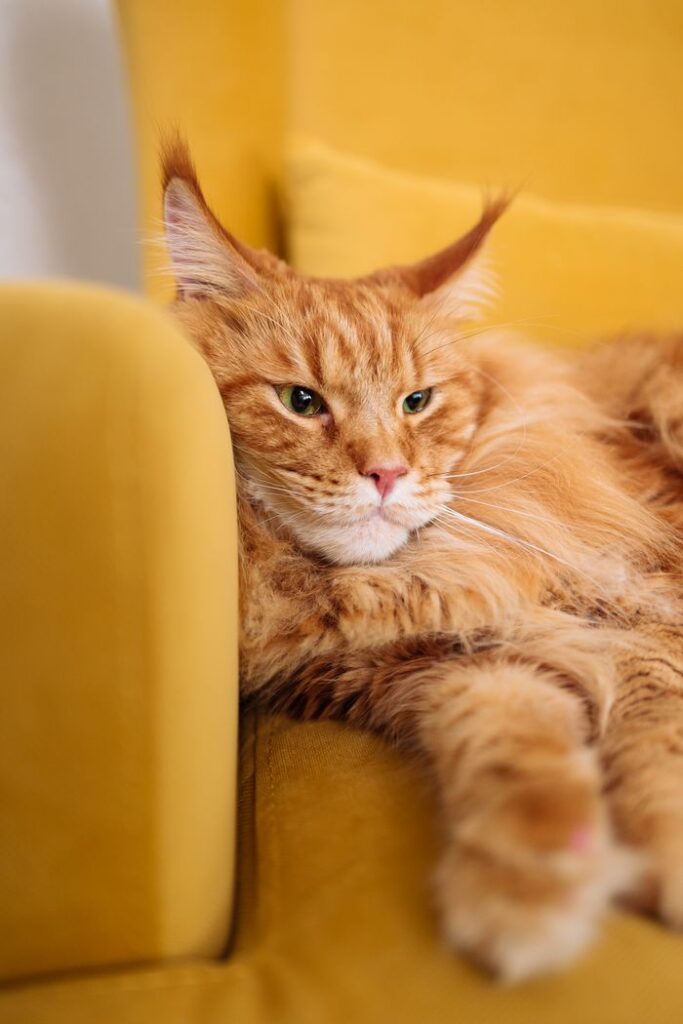 A ginger Maine Coon cat lounging comfortably on a bright yellow sofa, embodying relaxation.